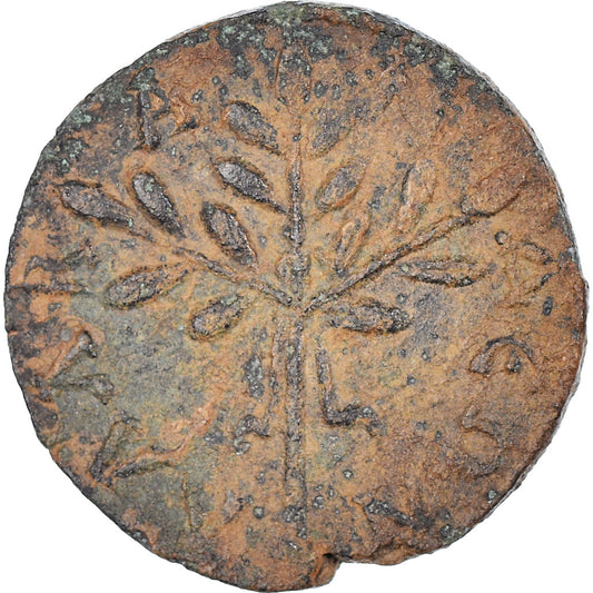 Mince,
caria,
Caracalla